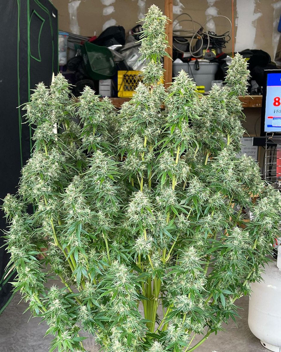 Fast_Buds's tweet photo. 🍋Lemon Pie Auto🥧
Can produce 550gr/m2 of insanely resinous flowers in 56-63 days.
The unique terpene profile of skunk, citrus, and sweet pie makes for the most mouth-watering extracts.
Easy to grow.
Get 15% OFF with a code TWITTER👉https://t.co/kRAlKEFcIn
By 👨‍🌾 Coopexotics https://t.co/CLF6G8hP77