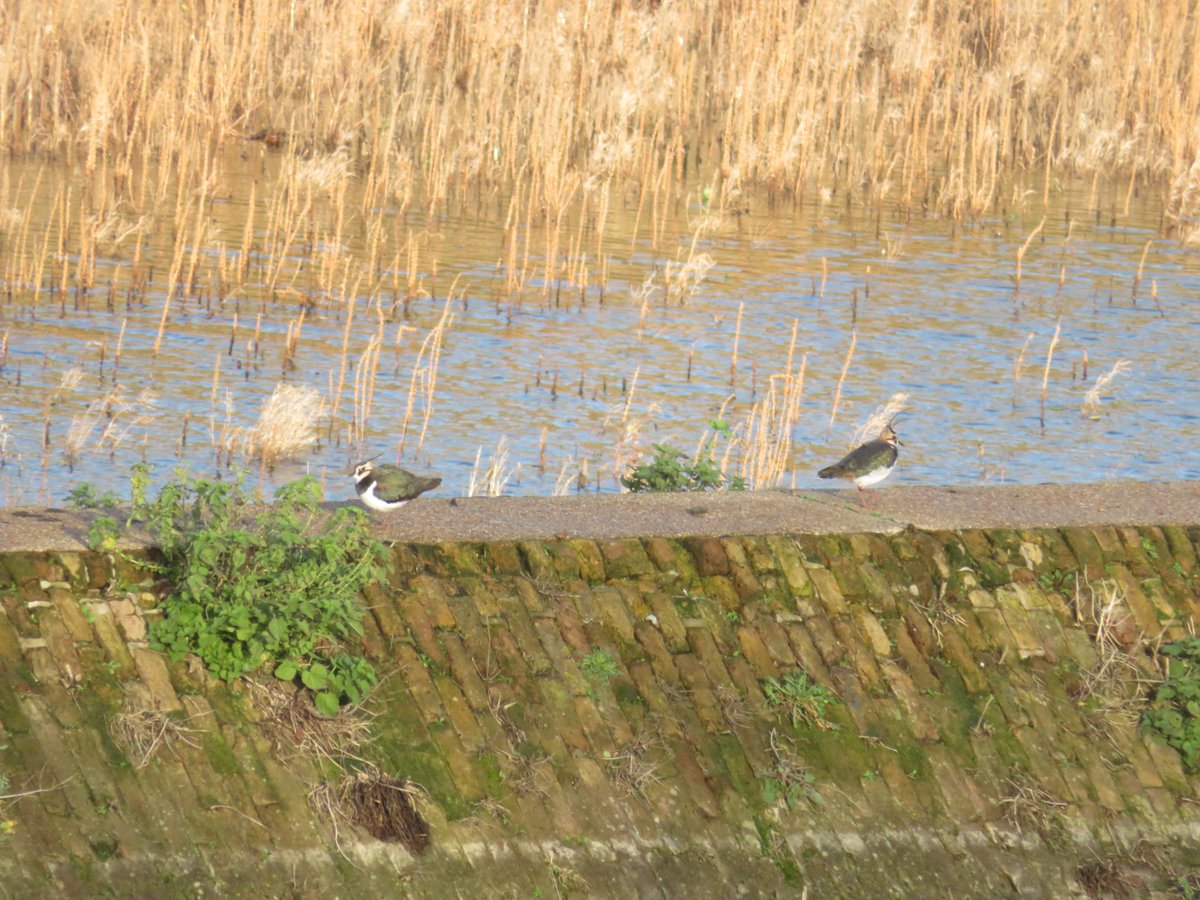 Its worth getting up early to see the lapwings that have been on the FB's at #Seethingwells for a few weeks now and definitely behaving as a pair. You need binoculars to see them. Please submit any records to <a href="/surbitonbirds/">Surbiton Bird Club</a>