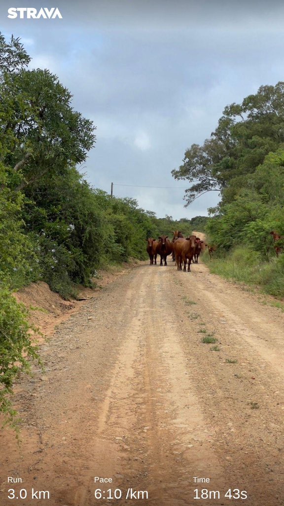 siya_sokomani's tweet photo. Did 8 km but at 3km’s I had to change my route fast. I meet the neighbours Bonsmara cattle herd on their way to river for a morning sip. #ruralrunning #runninggreen #runningtreecampaign #iamnature #africanlandcape 
 #RunningWithTumiSole https://t.co/6bTBoSZc66