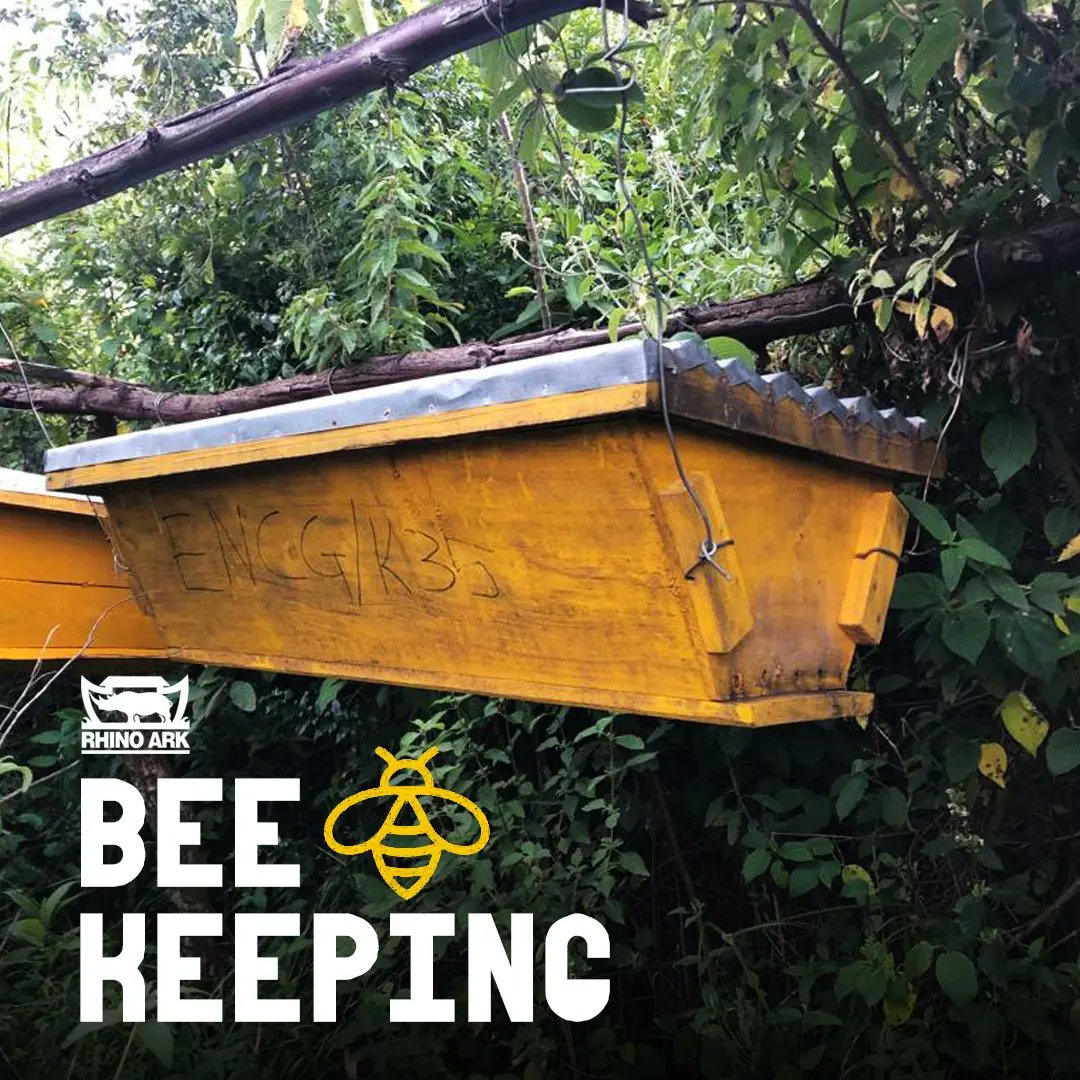 ArkRhino's tweet image. @RhinoArk inspected bee hives of 59 members of the Eburu Natural Forest Honey Cooperative to learn more about rates of colonization, hive maintenance, and modifications made following apiary training programmes in 2021/2022.

#apiary #apiarylife #honeyproduction #beekeepinglife