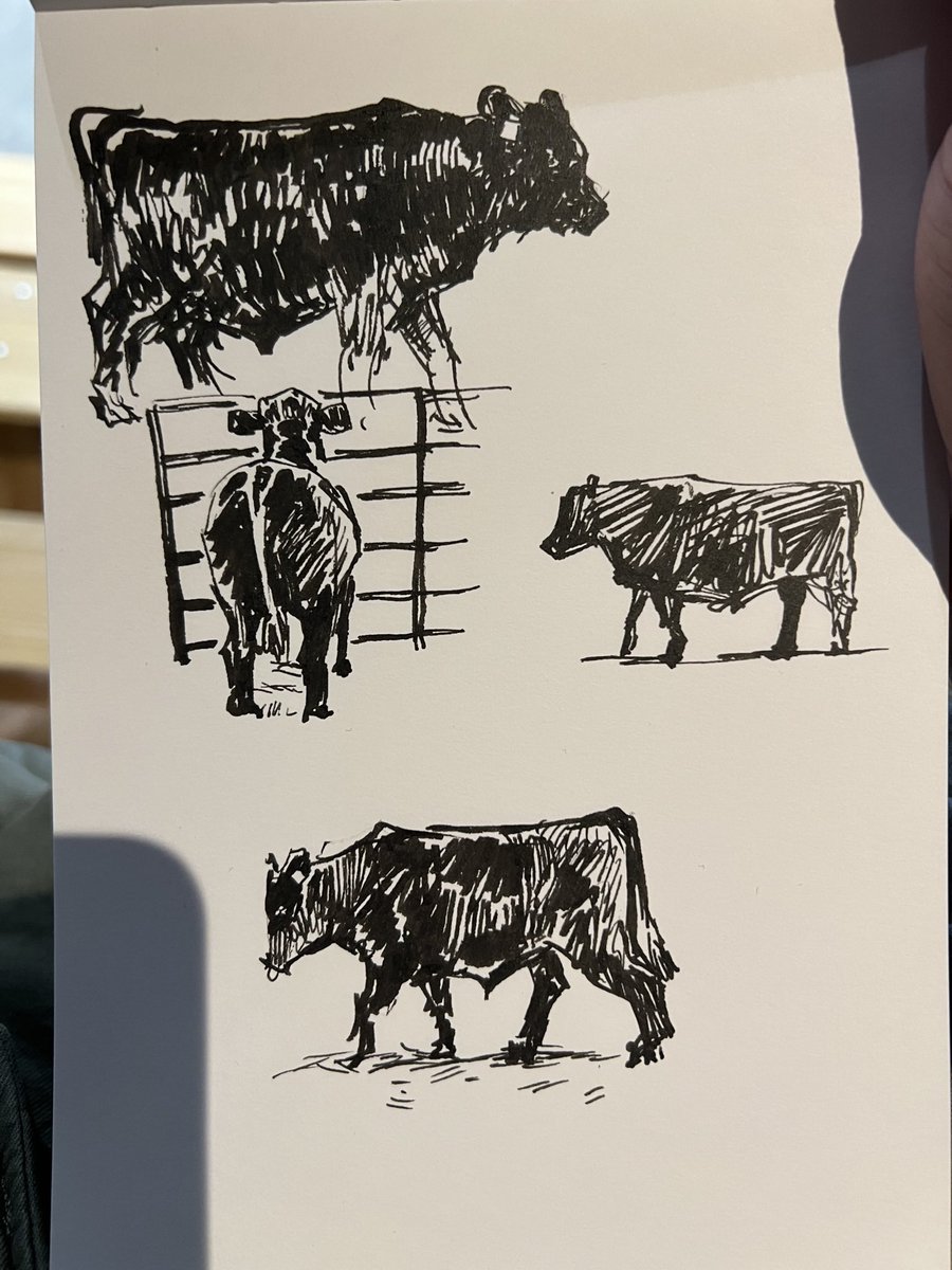 Sketching some Limousin bulls at the @NationalWestern stock show in Denver this morning. 