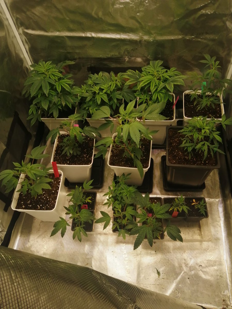 Empezando a despejar 😍🥰💚🌱
#NamoradaDeElas #womenincannabis #autocultivo  #Mmemberville