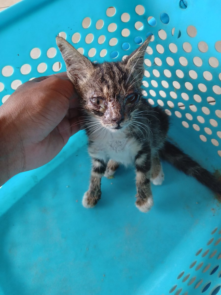 Another beautiful creature dumped with poor condition...but i'll keep it and named it Mami welcome to my fams