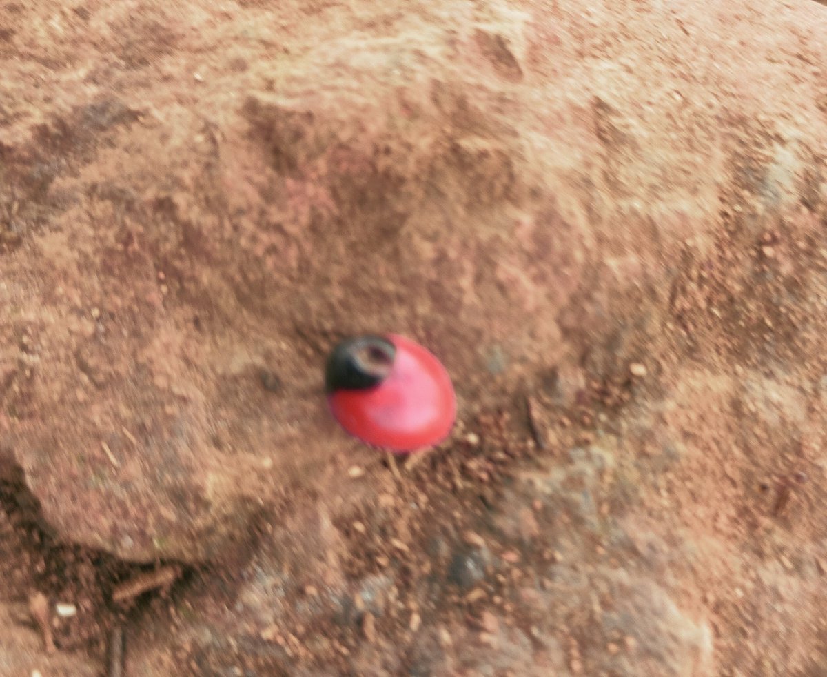 satheesh_ds's tweet photo. What you called it in your language?? https://t.co/ecMx7C7yar
