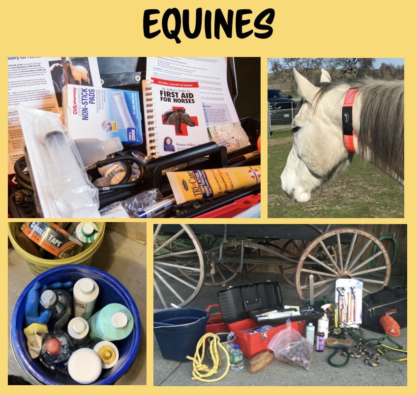 halterproject's tweet photo. Quick Overviews and Examples of Ready-Kits for cats, dogs, equines, birds fish and reptiles also create a Ready Kit for your barn & ranch and for your car or truck! Visit the #HalterProject website for more in-depth information: https://t.co/7QFCA9E36N #ReadyForWhatever https://t.co/Y0Fz3UCrbA