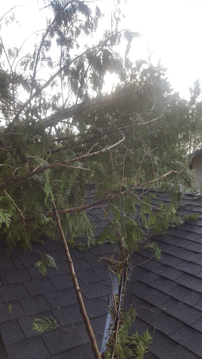 dynamictrees tweet picture