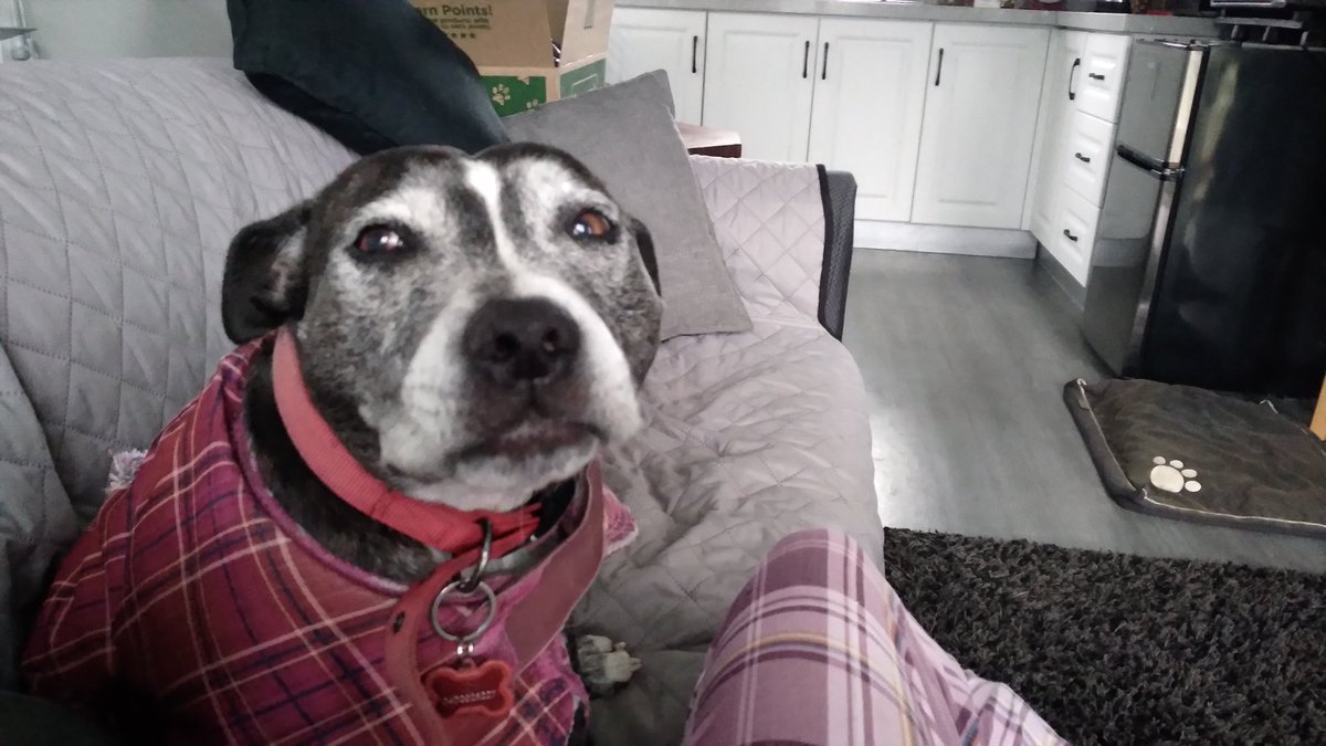 Monty! Remembering PigPiggyWoo🐽🌈#ZSHQ tweet media