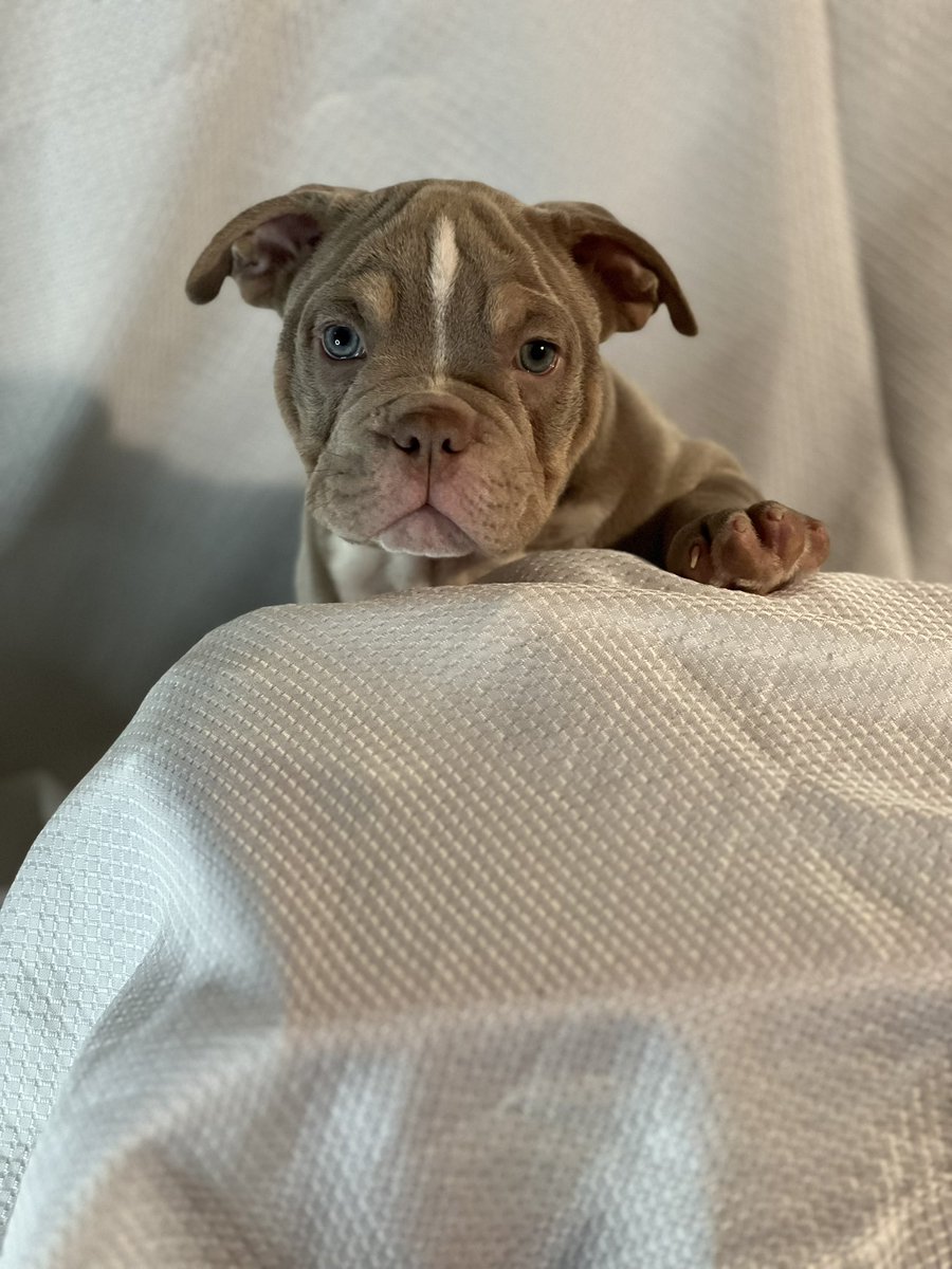 NuttyNah's tweet photo. Pups available #exoticmicrobully 5x bullsace 2x bape off my Coca and J5 litter tap in if you are looking https://t.co/ne2BaCjw9b