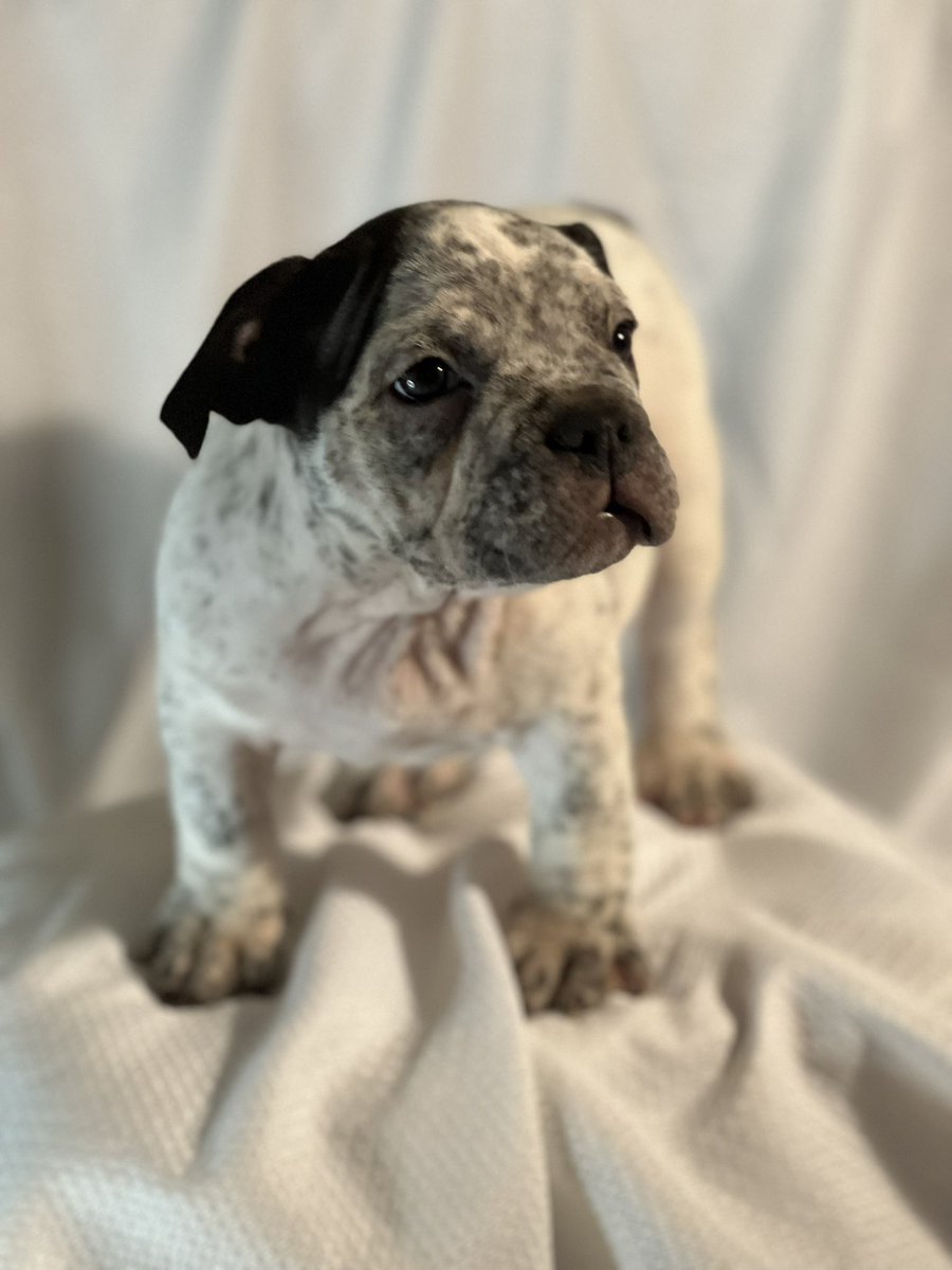 NuttyNah's tweet photo. Pups available #exoticmicrobully 5x bullsace 2x bape off my Coca and J5 litter tap in if you are looking https://t.co/ne2BaCjw9b