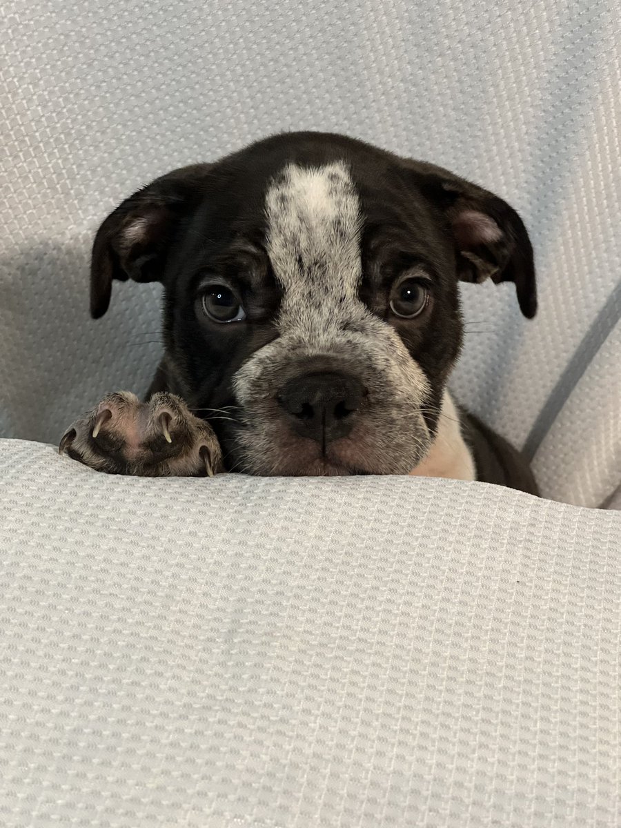 NuttyNah's tweet photo. Pups available #exoticmicrobully 5x bullsace 2x bape off my Coca and J5 litter tap in if you are looking https://t.co/ne2BaCjw9b
