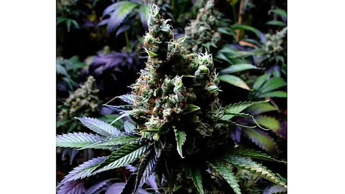 Hempshopper's tweet photo. New York City Diesel 

⌛ Flowering time: 13 weeks

#hempshopper #cannabisseeds #somaseeds #nycdiesel #diesel #newyorkcity #seedbank #amsterdam https://t.co/axyCphZsKr
