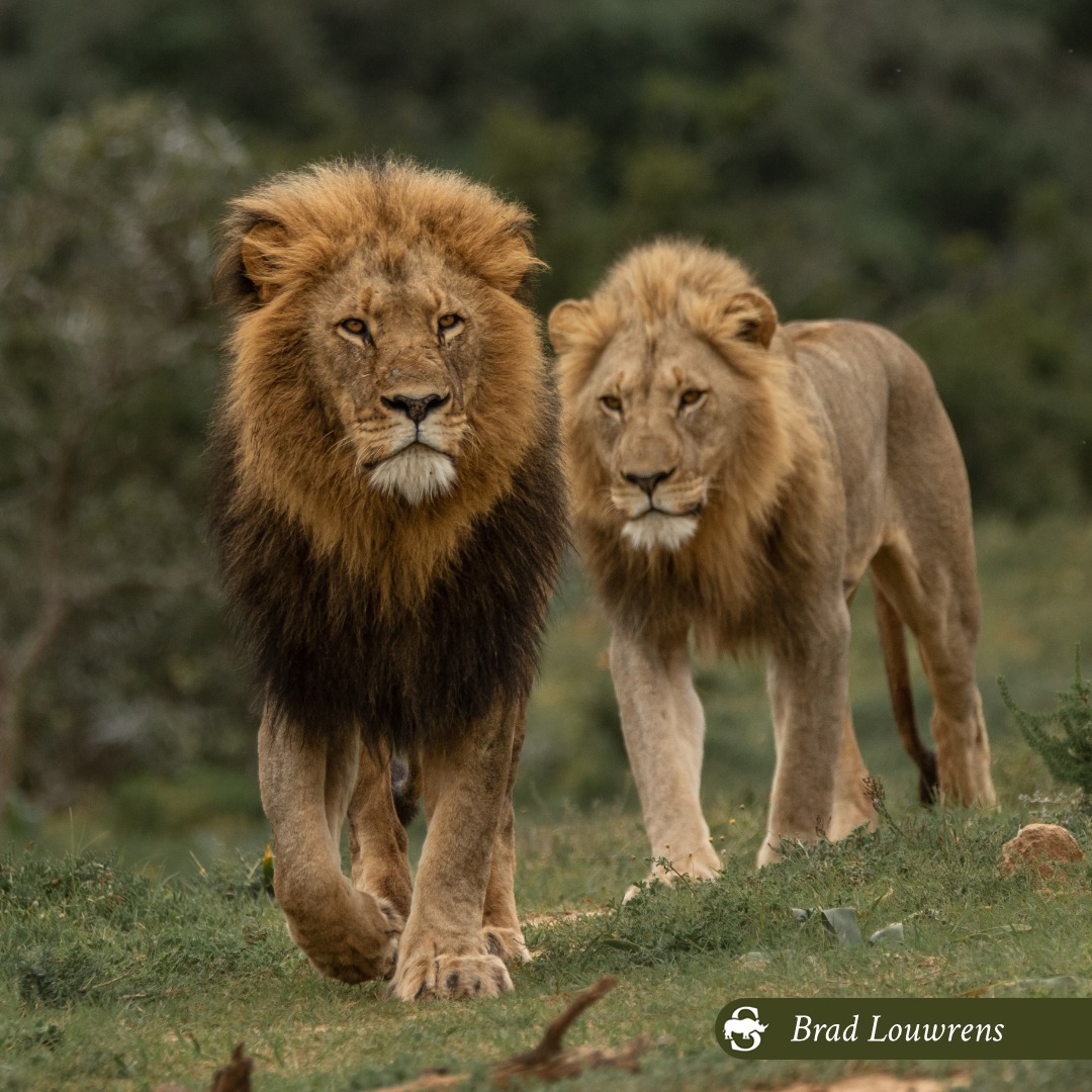 Well done to everyone who guessed Lion on yesterday's mystery track question! These cats can roughly weigh between 130 - 190 kg and easily leave their print on soft sand. 

📸 @brad_louwrens 

 #destination #bucketlist #southafrica #ecofriendly #travel #holiday
