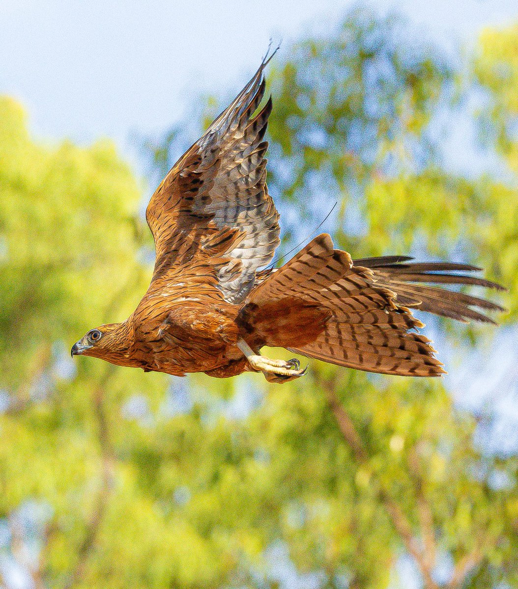 Juvenile male #RedGoshawk fitted with a satellite tracker flying off after release #raptorresearch #threatenedspecies #wildoz