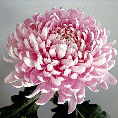 zykastabiera's tweet photo. I seek and don’t find myself. I belong to chrysanthemum hours, neatly lined up in flowerpots.
-Fernando Pessoa

https://t.co/8xWJnmieBT https://t.co/xsfB3umKLR