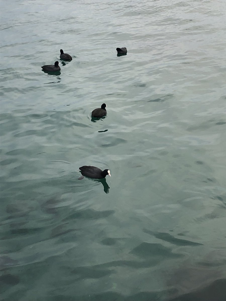 Günaydın AlperBey, fotoğrafı Kadıköy sahilde çektim. Adlarını bilmiyorum,tanıtabilirmisiniz acaba. Teşekkürler 🙂