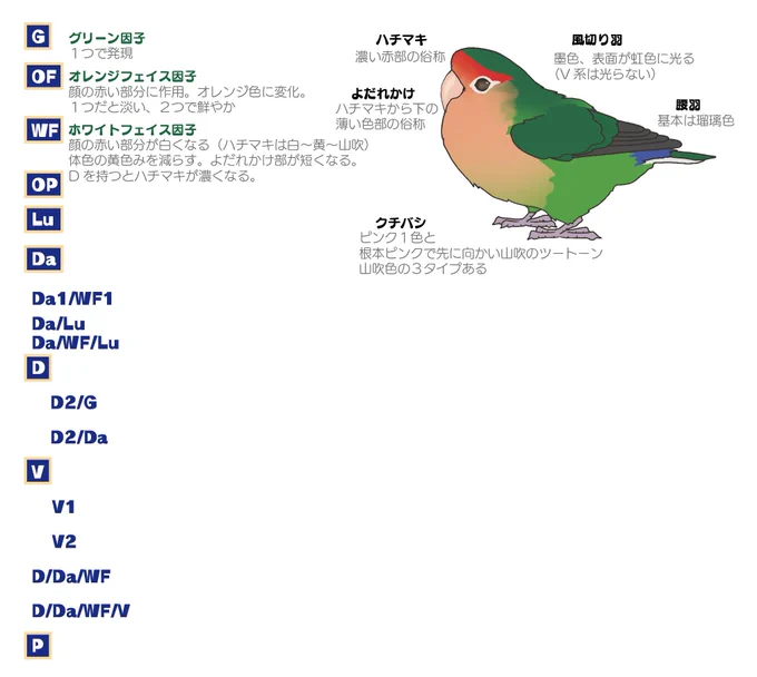 図鑑風コザクラクリアファイルのデザインをしています。なるべくわかりやすくまとめれればいいなと。A4サイズ一枚500円2月後半発売予定ご予約受付中です 