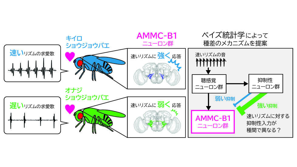 Scientific Reports誌にココレスポ論文が出ました！一緒に研究してきた大学院生（現在は研究員）大橋拓朗くんの力作です！
「好き」の進化を生み出す脳のしくみ ～求愛歌のリズムに対する好みの種差を支える神経基盤を発見～
概要： nagoya-u.ac.jp/.../result/202…
詳細： research-er.jp/articles/view/…