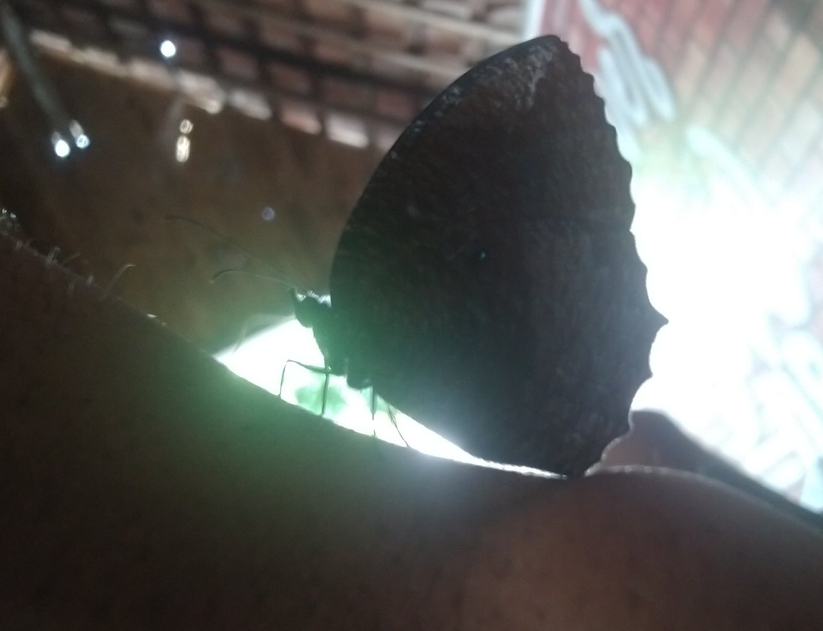 komboriszm's tweet photo. 🦋 https://t.co/LfJx9SpZf8