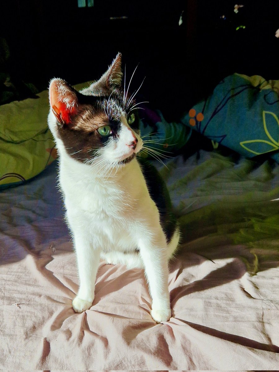 DobbyCoeur's tweet photo. Chut humain, je suis concentré sur le bruit que j'ai entendu!!! https://t.co/Kfi691Stn6