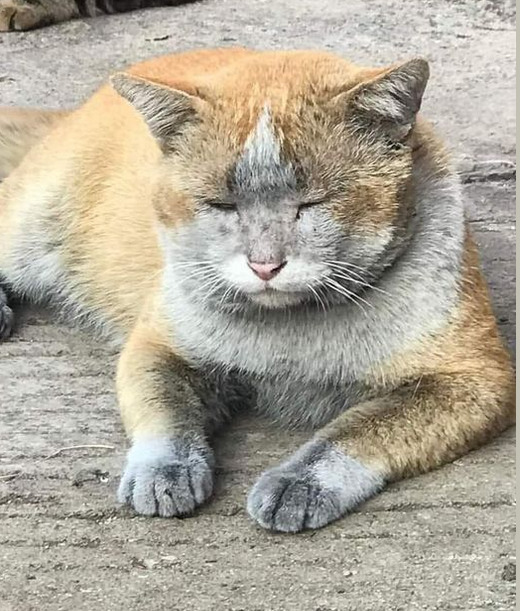 KhalifahMedia's tweet photo. Kucing orang comei bersih je.. Kucing sendiri macam gi perang...

Kredit: Sharruddin Samsudin https://t.co/ceuCDHjj9v