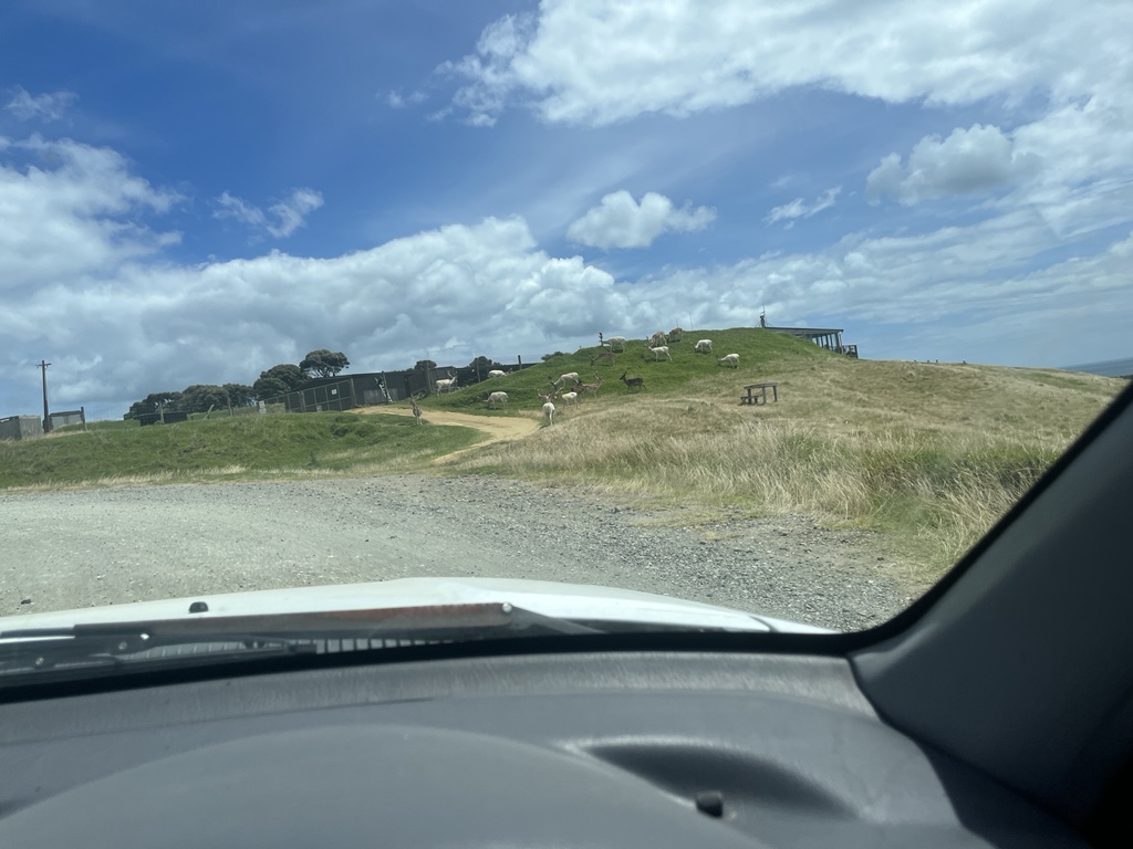 iiecpunk's tweet image. Seeing deer wandering relatively carefree around #AUM
Enhances the festival #MostDef