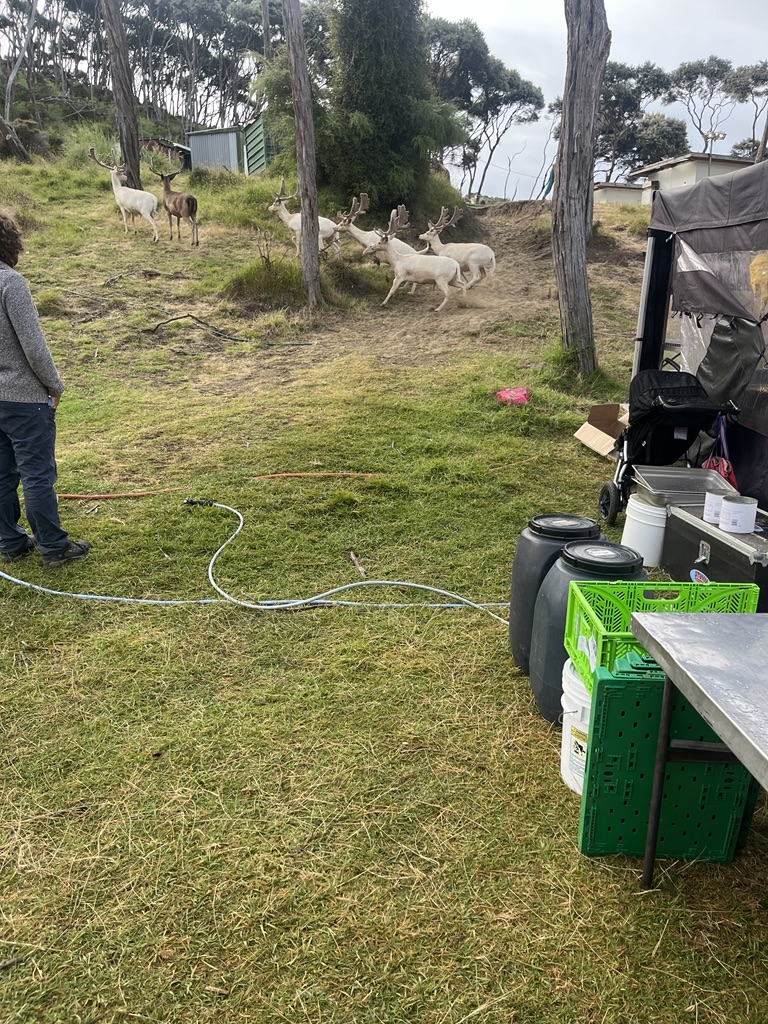 iiecpunk's tweet image. Seeing deer wandering relatively carefree around #AUM
Enhances the festival #MostDef