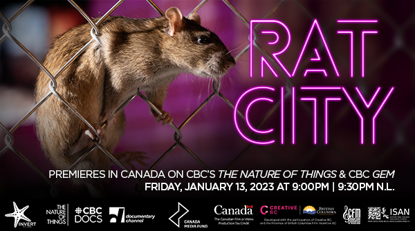 ratcitydoc's tweet photo. RAT CITY invades Canadian homes nationwide on Friday the 13th on @cbcdocs's The Nature of Things at 9:00pm ET/PT. #RatCity will also be available to stream on @CBCGem following the broadcast. #TNOT https://t.co/fMey2ERdio
Follow us on Twitter, Instagram, FB &amp; TikTok @ratcitydoc https://t.co/Llhgy1owl7