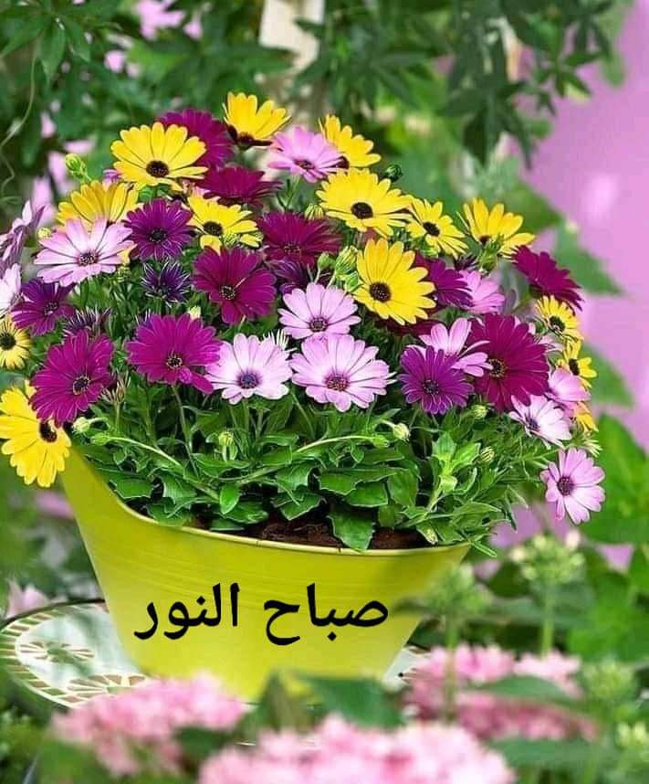 للأصدقاء جميعكم  الاحبة