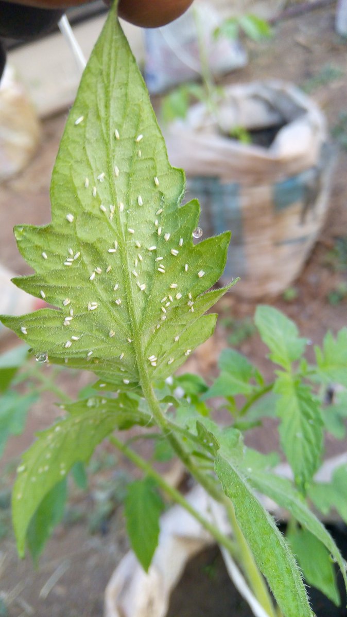 ajayimy25's tweet photo. INCREDIBLE! This treatment currently has the highest density of infestation. #Tomato #Whitefly #TYLCV https://t.co/qoLo303AZs