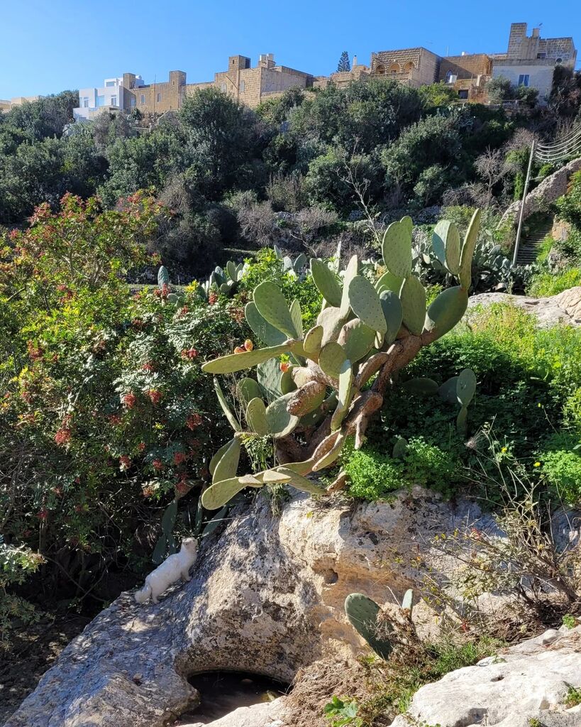KerryMG's tweet photo. This week's edition of 'spot the cat'.
.
.
.
.
#catsofinstagram #catsgram #landscapelovers #lunzjatavalley #kercem  #Malta #lovinmalta #maltaphotography #visitmalta #hiddenmalta #maltacharm #igmalta #maltaismore #maltagram #maltalovers #maltaisland
 #lov… https://t.co/64kpm7axqT https://t.co/Sild0Ob8Jx