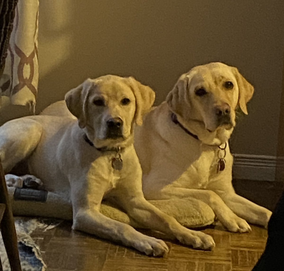 Been busy lately.  The role of #caregiver is constantly evolving.  In the meantime these two provide the best type of #therapy #dogsoftwitter #servicedogs