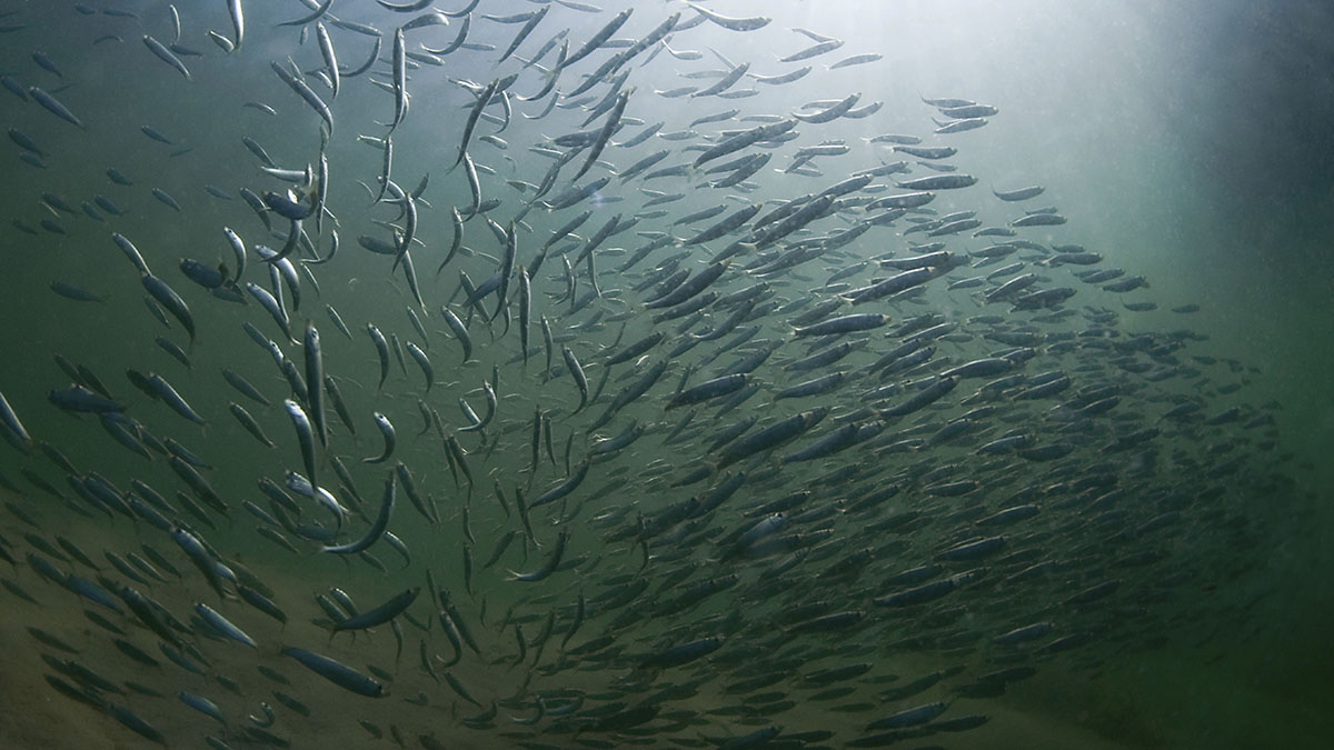 SLU_aqua's tweet image. Ny studie visar komplex #genetisk mångfald hos #sill i #Kattegatt och #Skagerrak. Fiskfångster här består troligen av en större blandning av sill från olika lekområden och lekperioder än tidigare känt. ➡️slu.se/ew-nyheter/202…