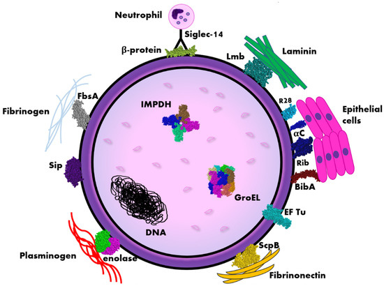 Pathogens_MDPI's tweet photo. Immunogenic Proteins of #GroupBStreptococcus—Potential Antigens in #Immunodiagnostic Assay for GBS #Detection 

✏️by Anna Dobrut et al.
👉Full-Text https://t.co/rFdbDjxxov
#Streptococcusagalactiae https://t.co/HYQndeFO1e