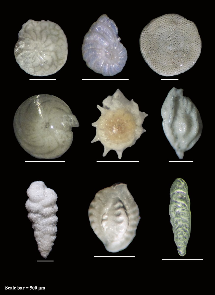 Shai Oron tweet media