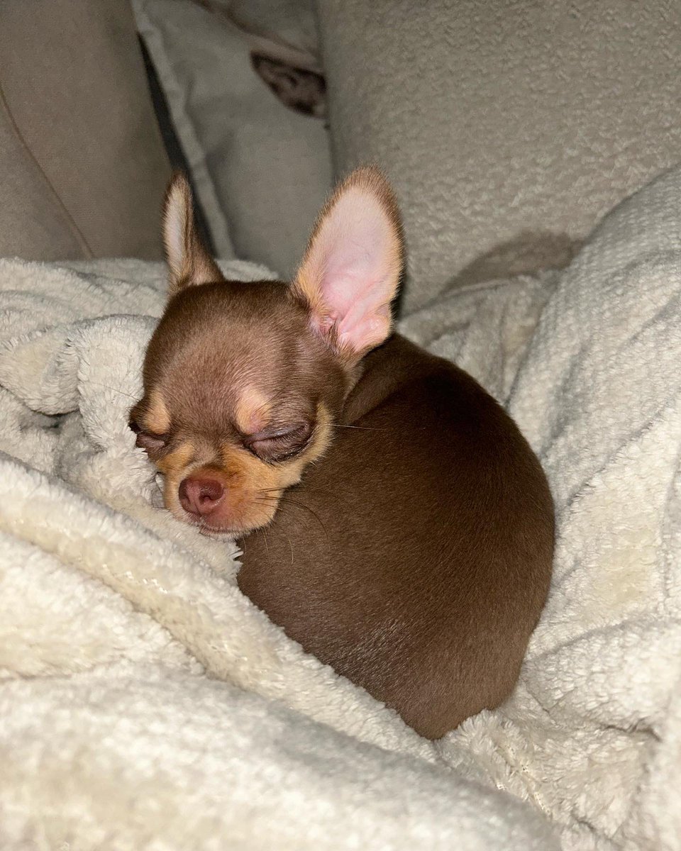 Meet our new baby, I have dreamed of you forever my perfect boy 🐾🐶🤍🤎