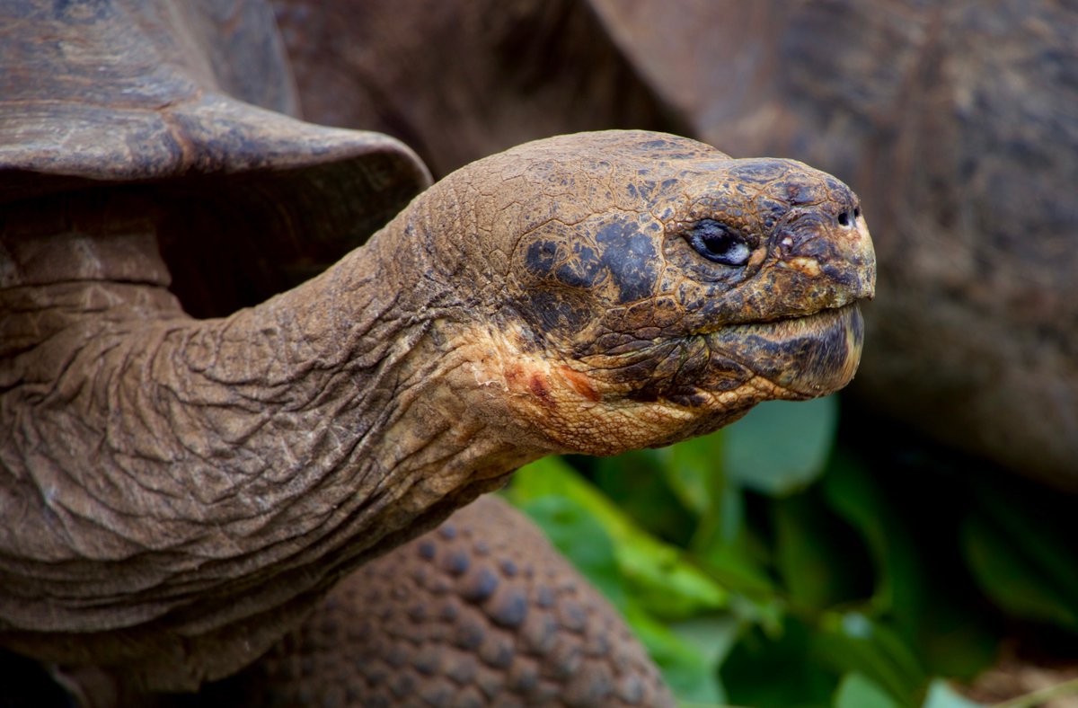 Activity_Travel's tweet photo. If you want to hear our latest news and offers, subscribe to our newsletter today! Whether you are looking for bucket-list winter adventures, such as seeing the majestic giant tortoises on the Galápagos Islands, we've got the perfect trip for you >> https://t.co/EDV662WwRU https://t.co/z6mqHGdXdl