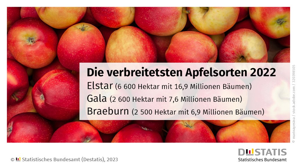 destatis's tweet image. Heute ist der #TagdesApfels. 2022 wurden hierzulande auf einer Fläche von 27 400 Hektar Tafeläpfel angebaut – an insgesamt 71,3 Millionen #Apfelbäumen. 77 verschiedene #Apfelsorten zählt unsere Statistik. Welche mögen Sie am liebsten?