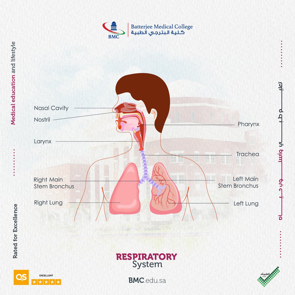Bmcjed's tweet photo. Respiratory System 
#bmc_RT https://t.co/5706wa681O