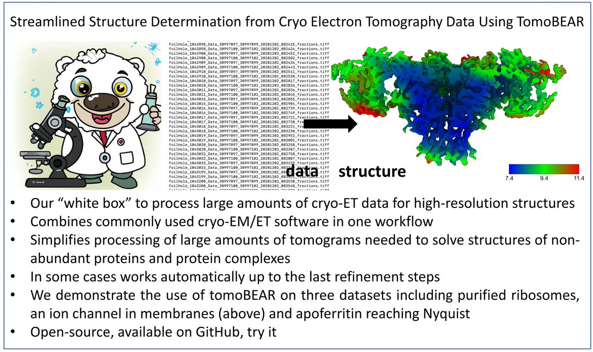 Misha Kudryashev 🔬 ❄🕊️ (@mishakudryashev) on Twitter photo Here we present tomoBEAR - our workflow for processing cryo-ET data for solving structures in situ.
It helps us a lot in our group and we are happy to share it.
Preprint: biorxiv.org/content/10.110…
Presented by: Nikita <a href="/N1k_t0/">Nikita Balyschew</a> Artsemi <a href="/Artsemi_Y/">Artsemi Yushkevich</a> Vasilii @mikahydrolysis et al Here we present tomoBEAR - our workflow for processing cryo-ET data for solving structures in situ.
It helps us a lot in our group and we are happy to share it.
Preprint: biorxiv.org/content/10.110…
Presented by: Nikita <a href="/N1k_t0/">Nikita Balyschew</a> Artsemi <a href="/Artsemi_Y/">Artsemi Yushkevich</a> Vasilii @mikahydrolysis et al
