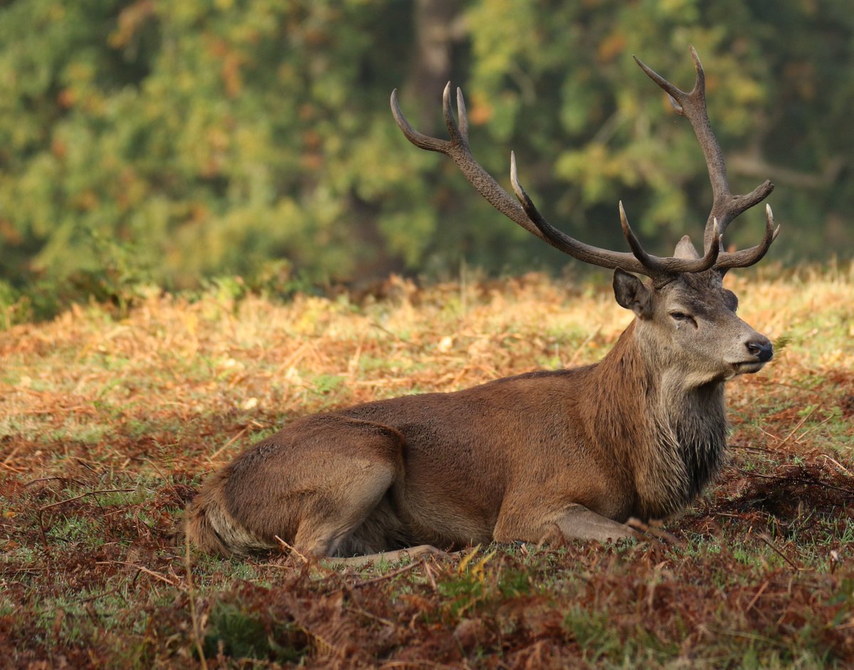 BritishDeerSoc's tweet photo. A reminder of Autumn days with this photo of a mature red stag photo captured by Grahame Camm
#deer #reddeer #reddeerstag #redstag #wilddeer #wildlife #deerphoto #deerphotography #WildlifeWednesday https://t.co/VVhUffJJee