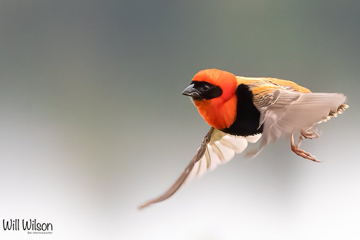 Will Wilson (@2wsphotography) on Twitter photo A Southern Reb Bishop ‘mid-flap’… Photographed <a href="/UmvaMuhazi/">UMVA Muhazi</a> in #Rwanda #RwOT #RwandaBirds #BBCWildlifePOTD #VisitRwanda A Southern Reb Bishop ‘mid-flap’… Photographed <a href="/UmvaMuhazi/">UMVA Muhazi</a> in #Rwanda #RwOT #RwandaBirds #BBCWildlifePOTD #VisitRwanda