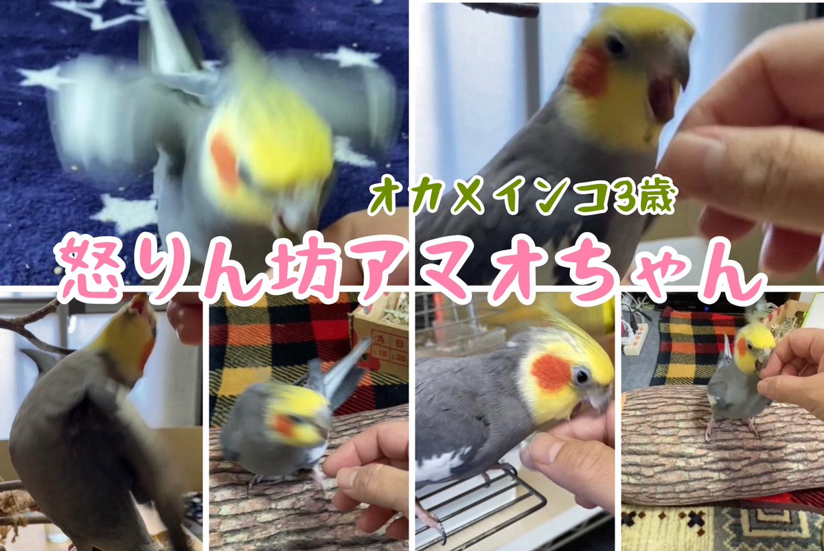 iiktbccr's tweet photo. 怒りん坊アマオちゃんオカメインコ3歳 Amao the Angry Boy #オカメインコ
https://t.co/qJsyeNwl9p
#オカメインコ
#Angryboy https://t.co/S9WnzpI256