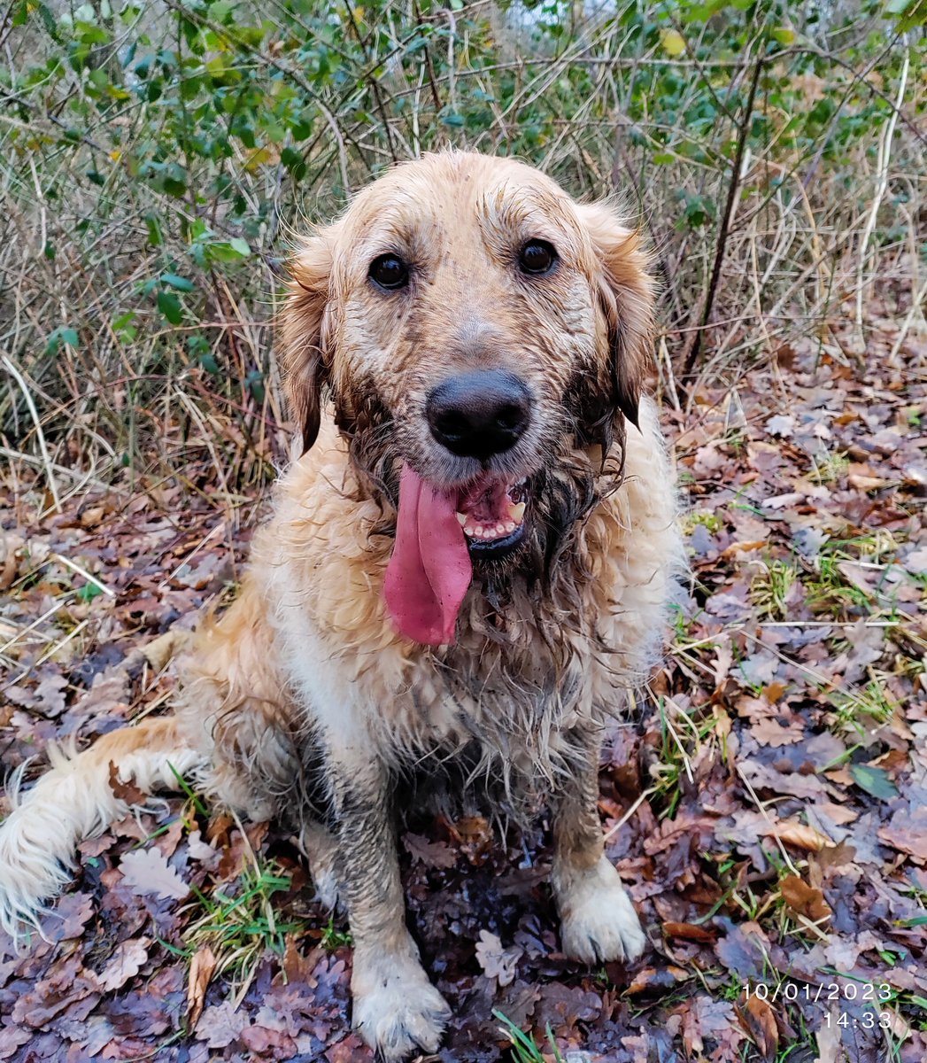 Good morning and welcome to Wednesdays edition of 'Dog in a Bog' brought to you by..ME!!! 🥳🥳😂 #dogsoftwitter #mudclub #delighted #GoldenRetrievers #puddle #britishweather #rain
