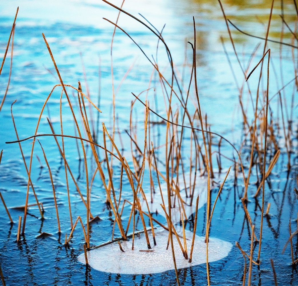 #uknature #frost #cold #outdoors #wildlifeuk #grasses #riverplants #ukwildlifeimages #bbcwinterwatch #water #riverside #rspb_love_nature #reeds #ukwildlife #ice #wildlife #forage image (edited) jonny glos