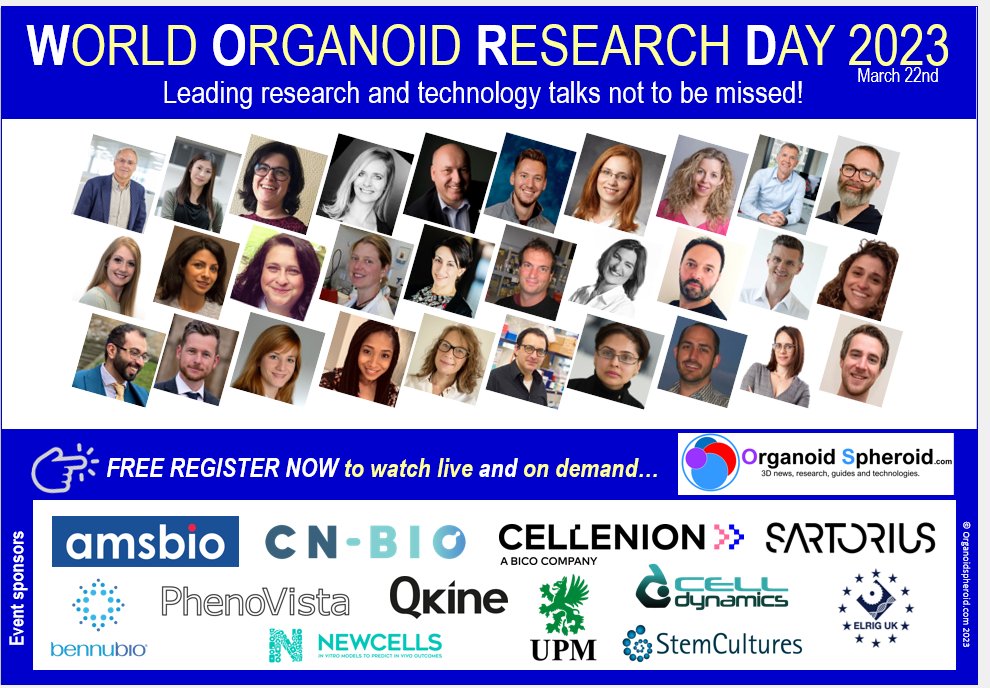 WORC.Community (@organoidsphero1) on Twitter photo The 3D Round Up: #Organoid, #Spheroid & #Organonachip News! organoidspheroid.com/research-paper… via <a href="/OrganoidSphero1/">WORC.Community</a> The 3D Round Up: #Organoid, #Spheroid & #Organonachip News! organoidspheroid.com/research-paper… via <a href="/OrganoidSphero1/">WORC.Community</a>