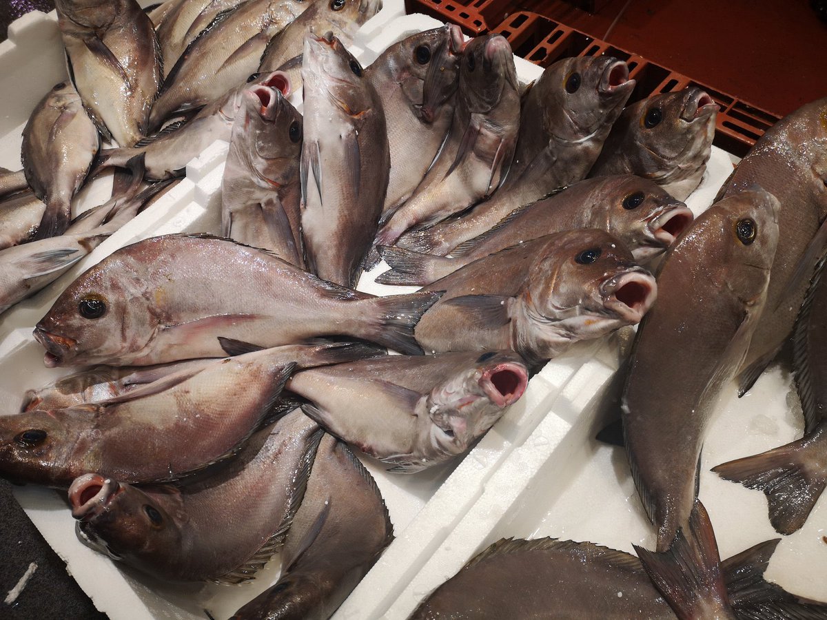 🐟El borriquete o pez burro será el gran protagonista de la II edición del concurso “Cocinando el Mar” en #MadridFusion23 

💯Una de las joyas de nuestros mares 🌊 , típico de las lonjas del sur de nuestro país, que puedes “pescar” 🎣 en tu mercado

👍🏼Ideal para preparar al horno