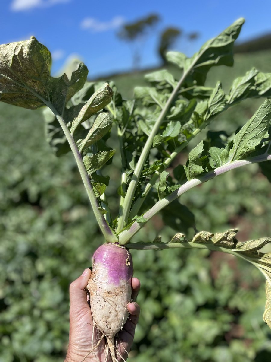 dsquibb2312's tweet photo. #Barkant #Turnips starting to enjoy #summer #warmth and bulking up nicely. Quality summer #feed for #dairy #cows, and productive component of #pasture #renovation plan. #ProgrammedApproach @DLFSeedsAU @dairy_tas @EldersLimited @TEC_Aus https://t.co/5S6Nv32wjU