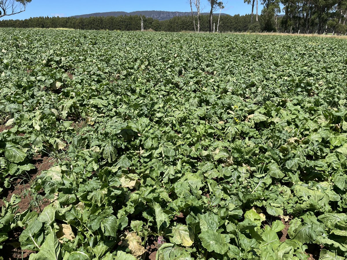 dsquibb2312's tweet photo. #Barkant #Turnips starting to enjoy #summer #warmth and bulking up nicely. Quality summer #feed for #dairy #cows, and productive component of #pasture #renovation plan. #ProgrammedApproach @DLFSeedsAU @dairy_tas @EldersLimited @TEC_Aus https://t.co/5S6Nv32wjU