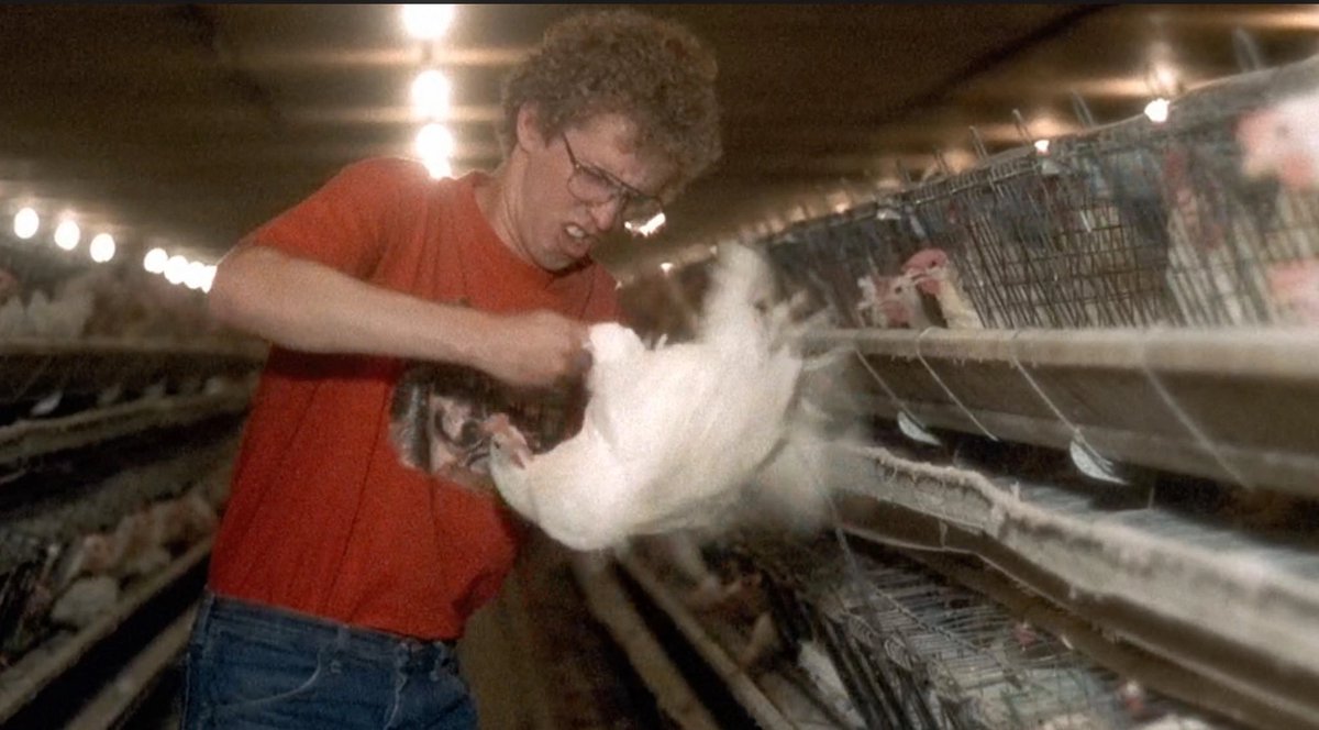 383ignacio's tweet photo. @dallasgoldtooth Do the chickens have large talons? https://t.co/zZLSCMPpBZ