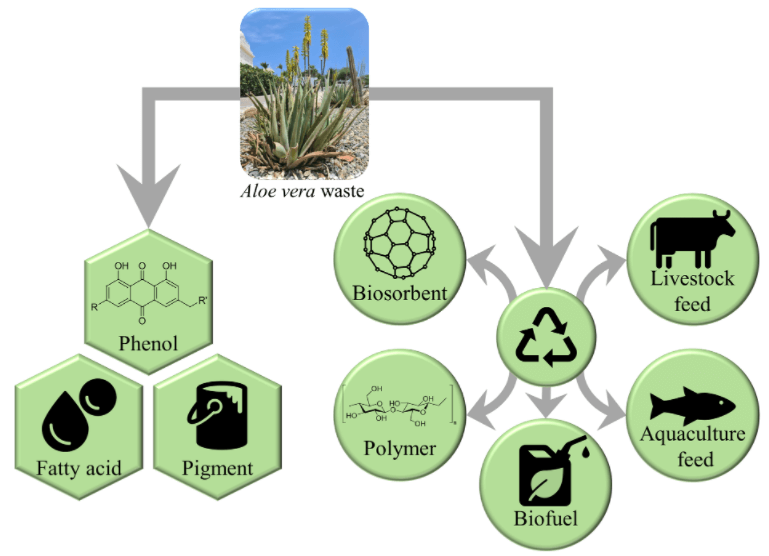 ElaineL84155972's tweet image. 📝 Valorization of Aloe barbadensis Miller. (Aloe vera) Processing Waste

#Aloevera; #wasteprocessing; #biomassconversion; #anthraquinone; #aloeemodin;#aloin; #aloeresin

👉 read the paper：lnkd.in/geHpRHaj